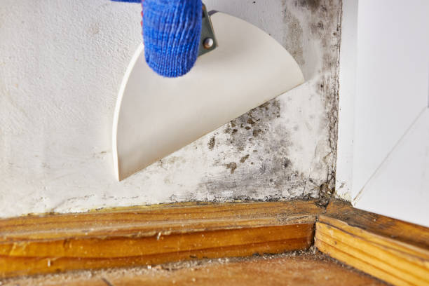 Best Airborne Mold Testing  in Richwood, LA